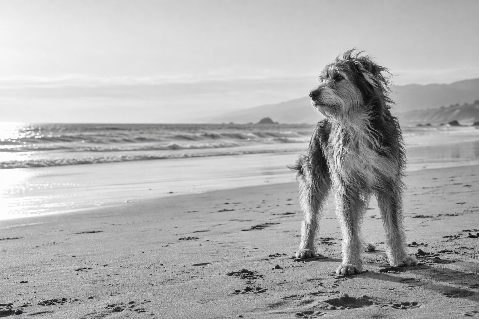A shaggy dog enjoying a quiet day at the beach